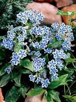 Frühlings-Nabelnüsschen (Omphalodes) 'Starry Eyes'