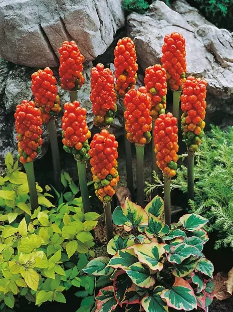 Italienischer Aronstab (Arum italicum) 1 St.
