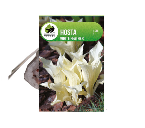 Funkie (Hosta) 'White Feather'