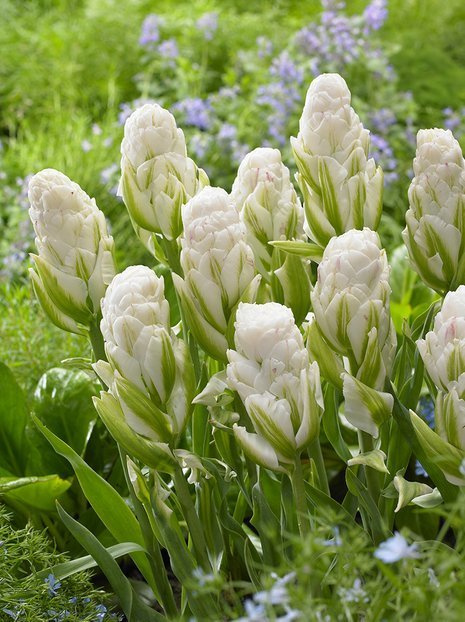 Tulpe (Tulipa) 'Harbor Light'