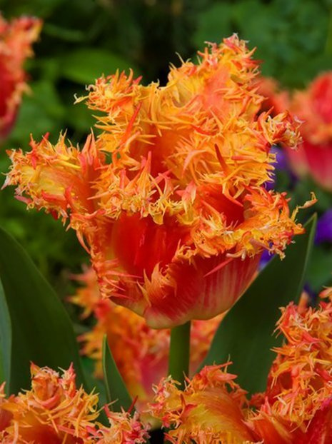 Tulpe (Tulipa) 'Real Time'