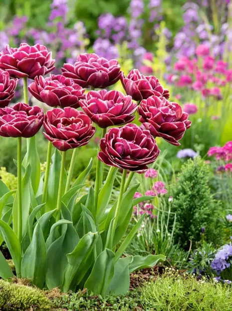 Tulpe (Tulipa) 'Dream Touch'