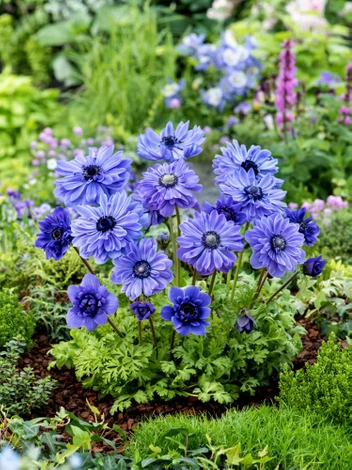 Windrösche (Anemone coronaria) 'Lord Lieutenant' 5 St.