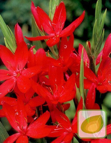 Spaltgriffel (Schizostylis) Coccinea