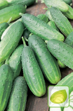 Samen Gurke 'Libelle F1' (Cucumis sativus)