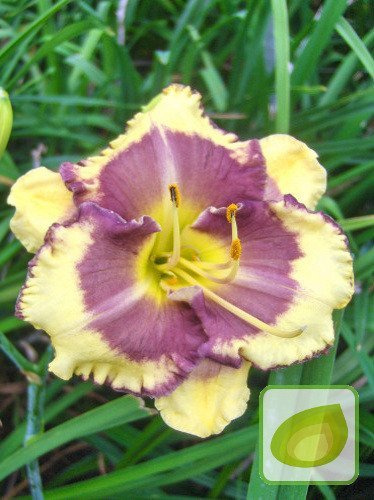 Taglilie Blueberry Cream