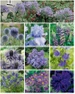 Blau Collection Satz mit 10 Stück