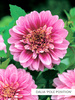 SATZ Anemonenblütige Dahlien 2