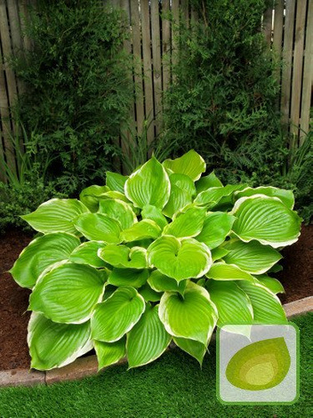 Funkie (Hosta) Winter Snow