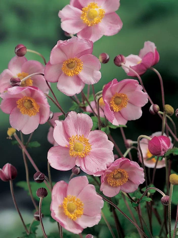 Windrösche (Anemone hybrida) 'Richard Ahrens' 1 St.