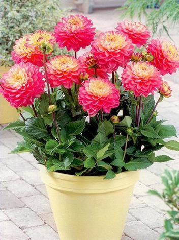 Dahlie (Dahlia) 'Melody Allegro'