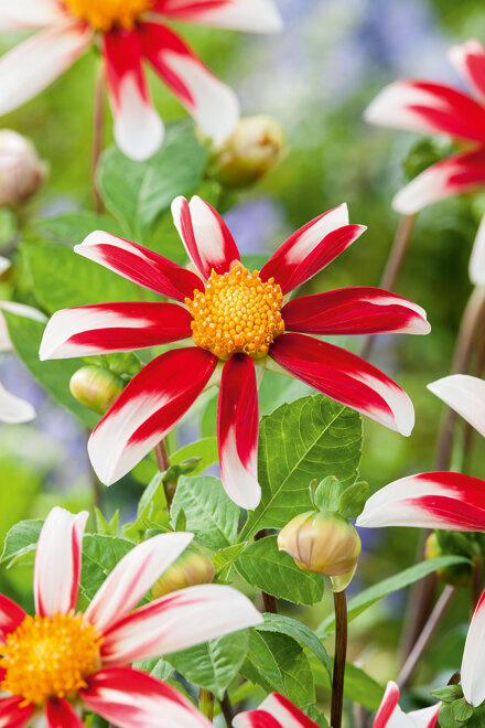 Dahlie  ’Windmill Bicolour' 1 St.