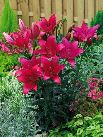 Lilie (Lilium) 'Fangio'