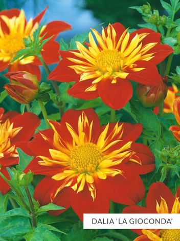 SATZ Anemonenblütige Dahlien 2