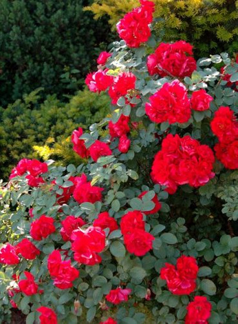 Róża (Rosa) Gefylt