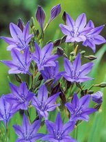 Kalifornische Hyazinthe (Brodiae) 'Queen Fabiola' 20 St.