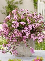 Seifenkraut (Saponaria ocymoides)