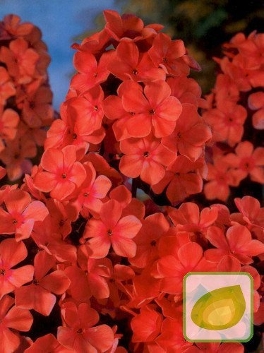 Flammenblume (Phlox) Orange Perfection