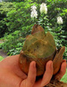 Riesenlilie Himalaya (Cardiocrinum giganteum) 1 St.