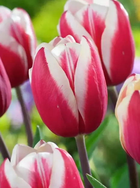 Tulpe (Tulipa) 'Guus Papendrecht'