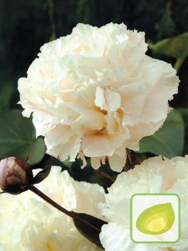 Pfingstrose (Paeonia) Shirley Temple