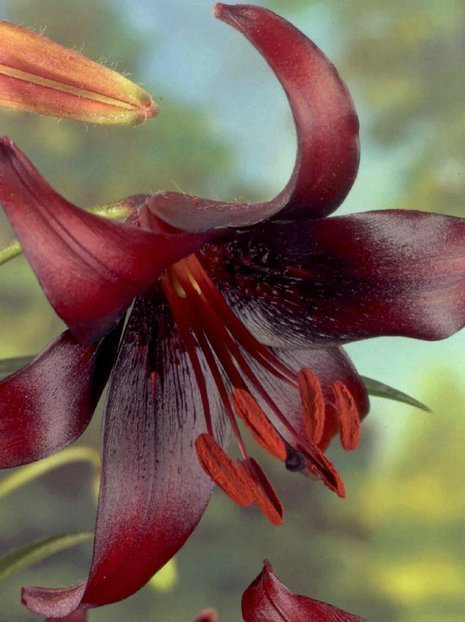 Lilie (Lilium) 'Night Flyer'