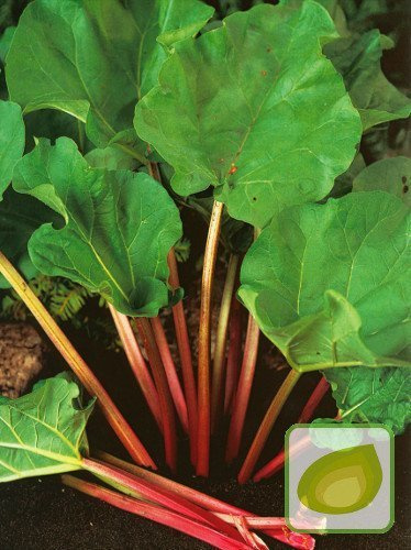 Rhabarber (Rheum) Red Champagne