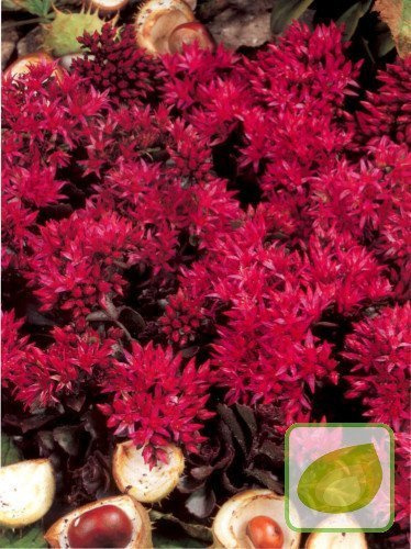 Fetthennen (Sedum) Spurium