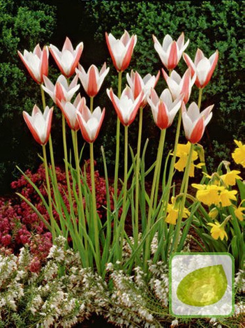 Satz Botanische Tulpen 3