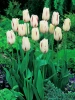Tulpe (Tulipa) 'Carrousel'