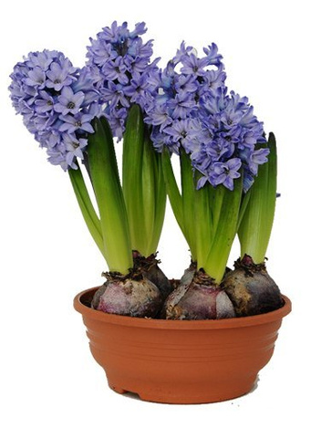 Hyazinthe (Hyacinthus) 'Delft Blue'