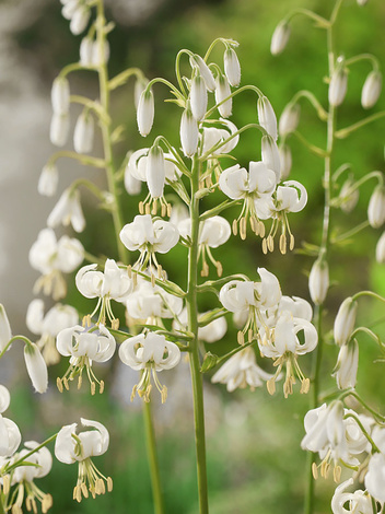 Lilie (Lilium) 'Snowy Morning'