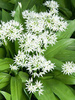 Bärlauch (Allium ursinum)