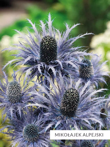 Blau Collection Satz mit 10 Stück