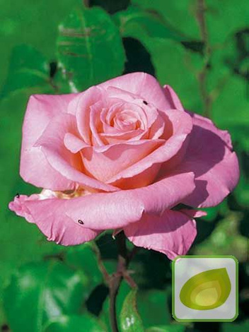Beetrose (Rosa) 'Sylvia'