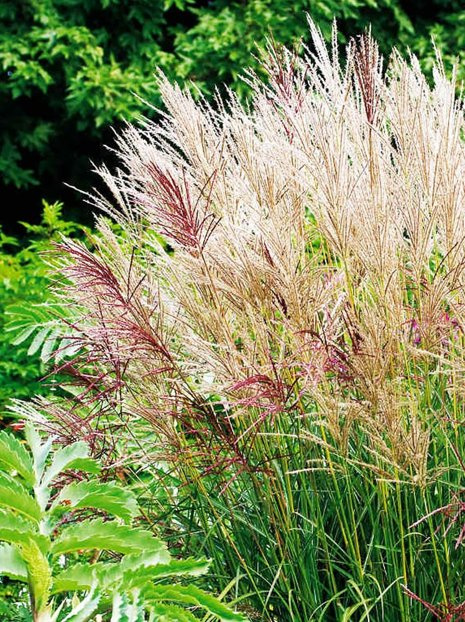 Lampenputzergras (Miscanthus sinensis) 'Ferner Osten'
