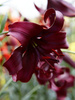 Lilie (Lilium) 'Night Flyer'
