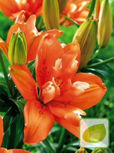 Lilie (Lilium) Orange Twins