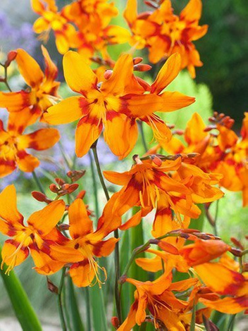 Montbretie (Crocosmia) 'Emily McKenzie' 5 St.