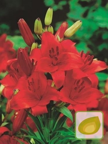 Billige Lilie (Lilium) Gran Paradiso