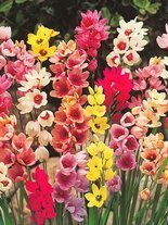 Garten-Ixia (Ixia) Mix