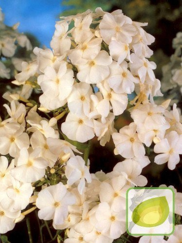 Flammenblume (Phlox) David/ White