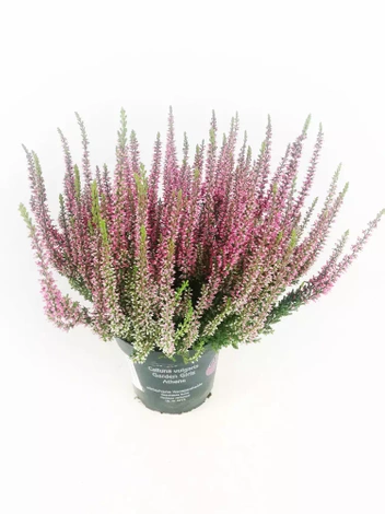 Heidekräuter (Calluna) 'Garden Girls' rosa | ⌀ 13cm