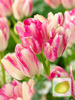 Satz Strauß-Tulpen Club