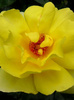 Róża (Rosa) Golden Showers
