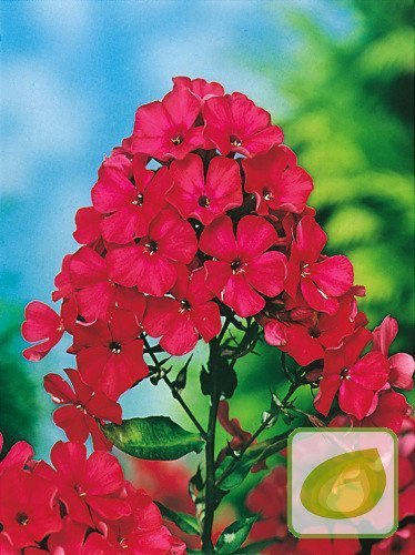Flammenblume (Phlox) Starfire