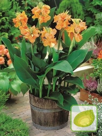 Blumenrohr (Canna) Picasso