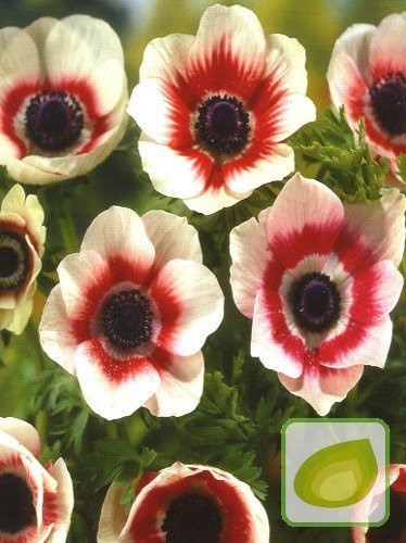 Windrösche (Anemone) 'Bicolor'