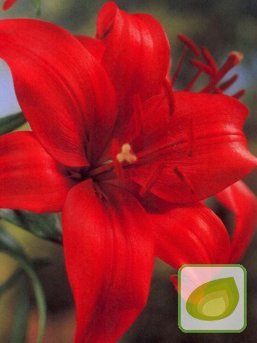 Lilie (Lilium) Staccato