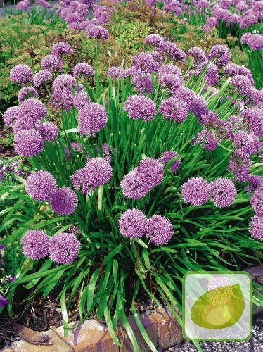 Zierlauch (Allium)'Senescens Ssp Montanum'